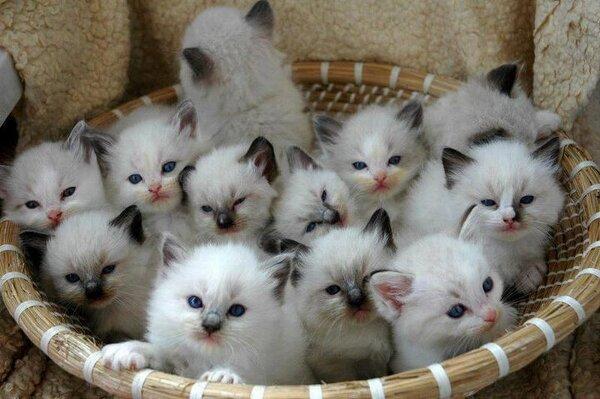 A Basket Full Of Kittens